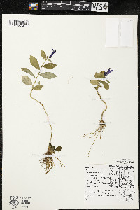 Lobelia siphilitica var. siphilitica image