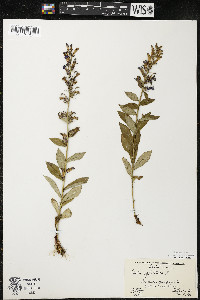 Lobelia siphilitica var. siphilitica image