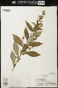 Lobelia siphilitica var. siphilitica image