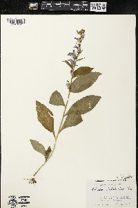 Lobelia siphilitica var. siphilitica image