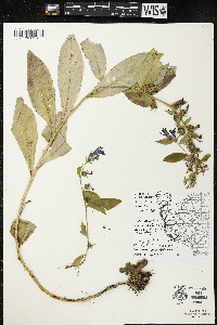 Lobelia siphilitica var. siphilitica image