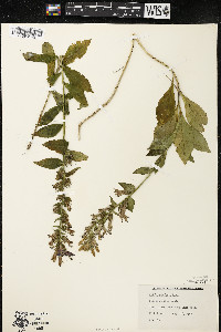 Lobelia siphilitica var. siphilitica image
