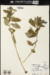 Lobelia siphilitica var. siphilitica image