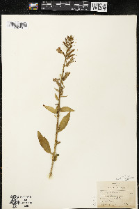 Lobelia siphilitica var. siphilitica image