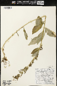 Lobelia siphilitica var. siphilitica image