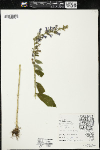 Lobelia siphilitica var. siphilitica image