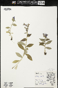 Lobelia siphilitica var. siphilitica image