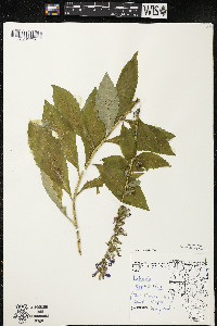 Lobelia siphilitica var. siphilitica image