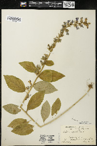 Lobelia siphilitica var. siphilitica image