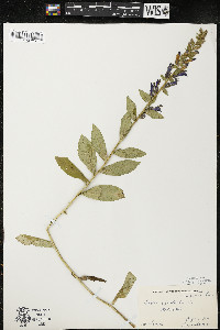Lobelia siphilitica var. siphilitica image