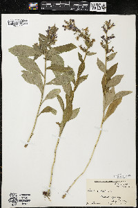 Lobelia siphilitica var. siphilitica image