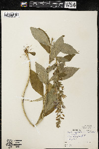 Lobelia siphilitica var. siphilitica image