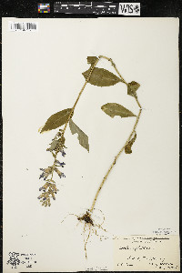 Lobelia siphilitica var. siphilitica image