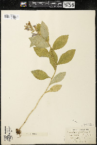 Lobelia siphilitica var. siphilitica image