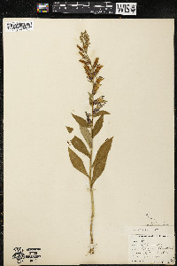 Lobelia siphilitica var. siphilitica image