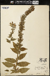 Lobelia siphilitica var. siphilitica image