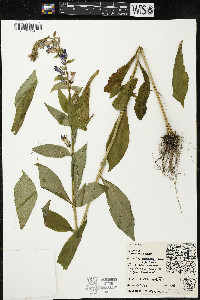 Lobelia siphilitica var. siphilitica image