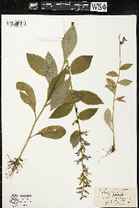 Lobelia siphilitica var. siphilitica image