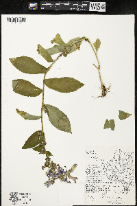 Lobelia siphilitica var. siphilitica image