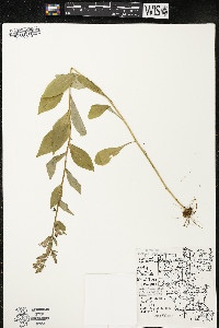 Lobelia siphilitica var. siphilitica image