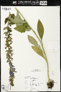 Lobelia siphilitica var. siphilitica image