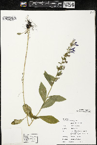 Lobelia siphilitica var. siphilitica image