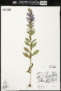 Lobelia siphilitica var. siphilitica image