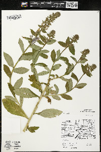 Lobelia siphilitica var. siphilitica image