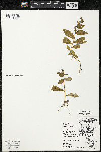 Lobelia siphilitica var. siphilitica image
