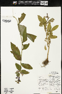 Lobelia siphilitica var. siphilitica image