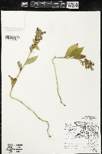 Lobelia siphilitica var. siphilitica image