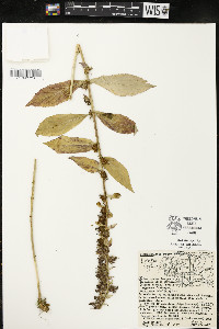 Lobelia siphilitica var. siphilitica image