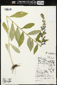 Lobelia siphilitica var. siphilitica image