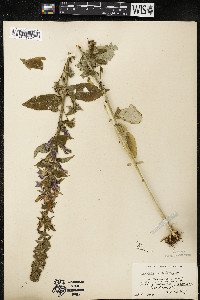 Lobelia siphilitica var. siphilitica image