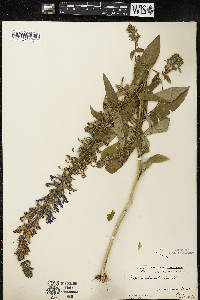 Lobelia siphilitica var. siphilitica image