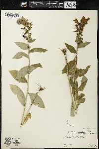 Lobelia siphilitica var. siphilitica image