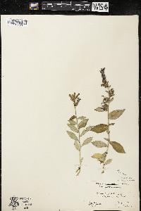 Lobelia siphilitica var. siphilitica image