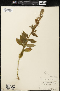 Lobelia siphilitica var. siphilitica image