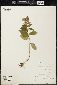 Lobelia siphilitica var. siphilitica image