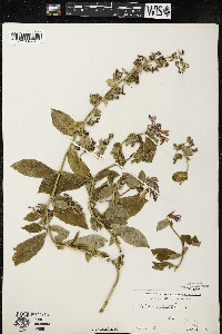 Lobelia siphilitica var. siphilitica image
