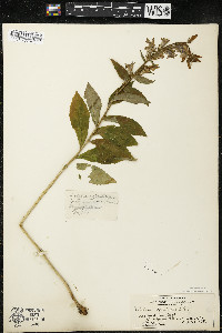 Lobelia siphilitica var. siphilitica image