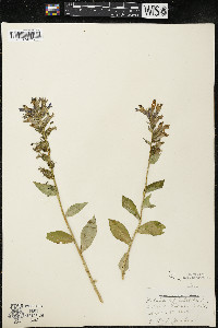 Lobelia siphilitica var. siphilitica image