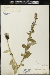 Lobelia siphilitica var. siphilitica image