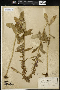 Lobelia siphilitica var. siphilitica image