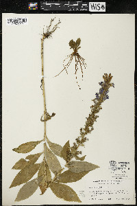 Lobelia siphilitica var. siphilitica image