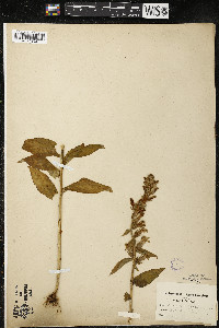 Lobelia siphilitica var. siphilitica image