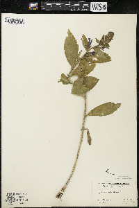 Lobelia siphilitica var. siphilitica image