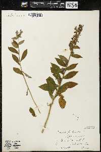 Lobelia siphilitica var. siphilitica image