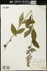 Lobelia siphilitica var. siphilitica image