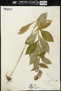 Lobelia siphilitica var. siphilitica image